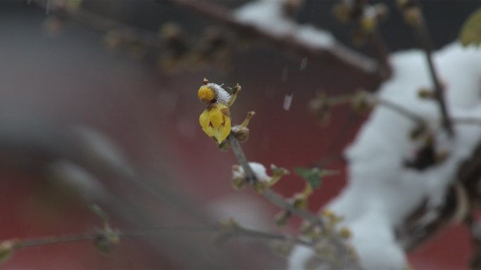 风雪腊梅素材