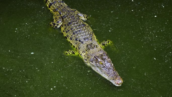 在印度尼西亚加里曼丹铁木尔市附近的barkpapan市的Barnacles鳄鱼养殖场，水中的咸水鳄鱼