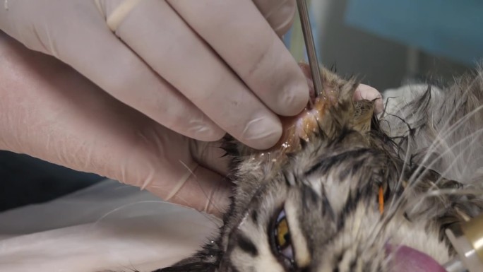 兽医诊所里，一只猫在麻醉状态下进行内窥镜检查。兽医戴着手套的手在给猫的耳道操作内窥镜。