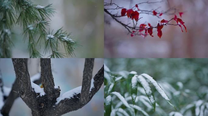 雪景唯美慢镜头