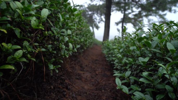 茶叶 采茶 茶山 茶田 茶园