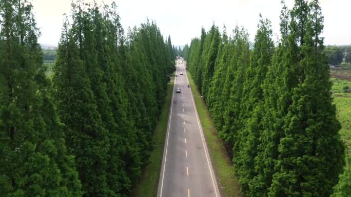 蒲江樱桃山 寿高路  成佳茶园 铁牛村