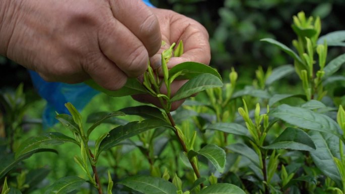 茶叶 采茶 茶山 茶田 茶园