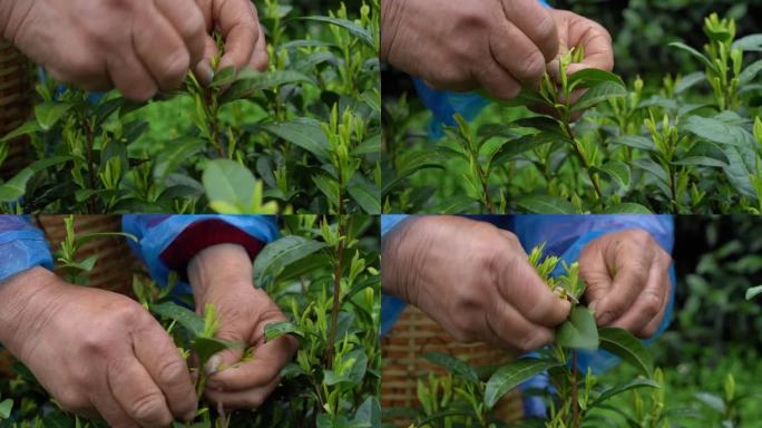 茶叶 采茶 茶山 茶田 茶园