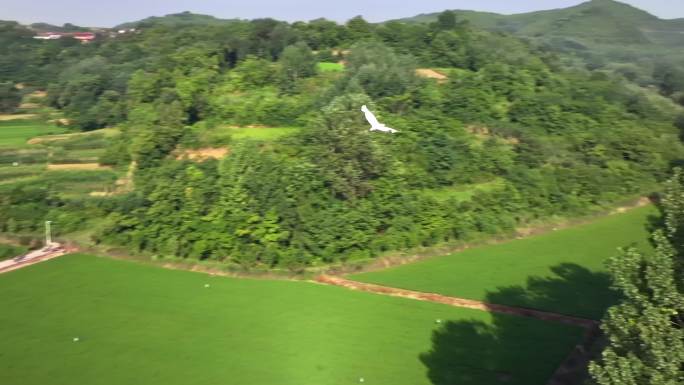 4K陕西洋县朱鹮生态园 鸟类 旅游