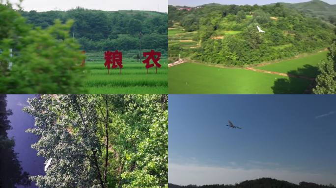 4K陕西洋县朱鹮生态园 鸟类 旅游