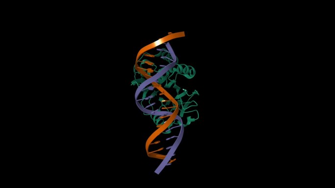 LINE-1核酸内切酶结构域与DNA的复合物