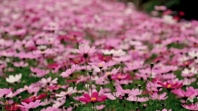 花海与芦苇