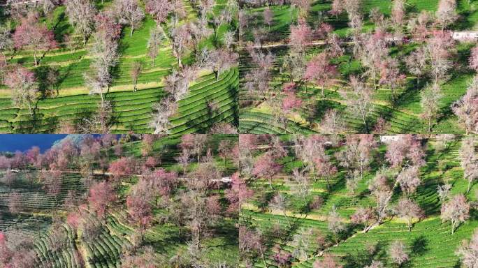 航拍云南无量山樱花谷二号景区