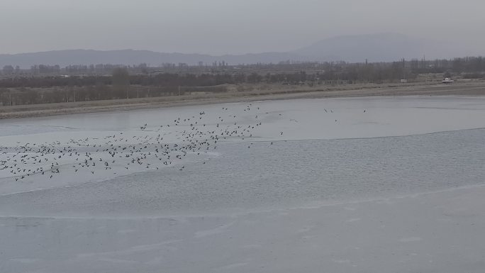 4k航拍冬季候鸟成千上万赤麻鸭大雁