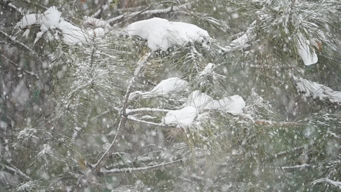 升格雪花飘落慢镜头 鹅毛大雪