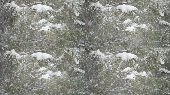 升格雪花飘落慢镜头 鹅毛大雪