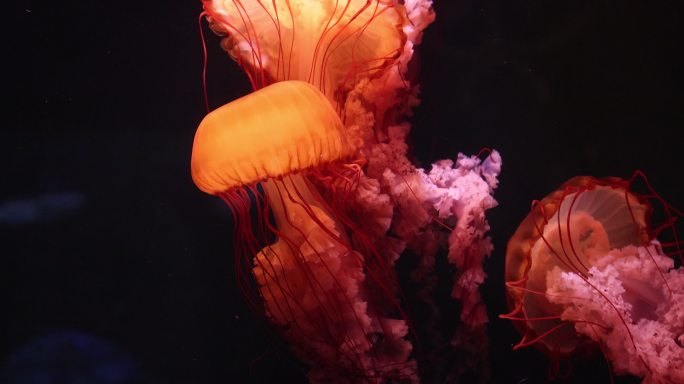 海棠湾亚特兰蒂斯水世界--水母