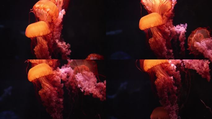 海棠湾亚特兰蒂斯水世界--水母