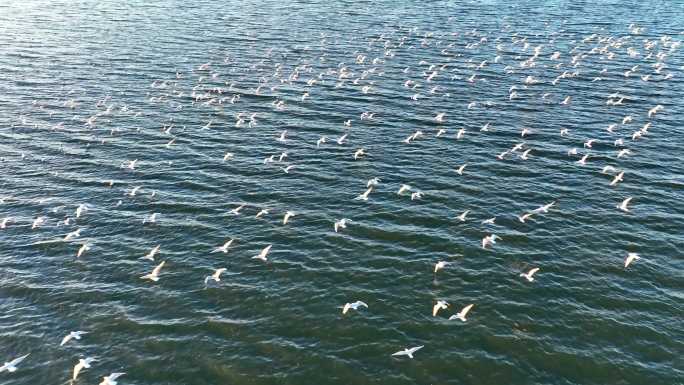 湖面上海鸥飞行翱翔