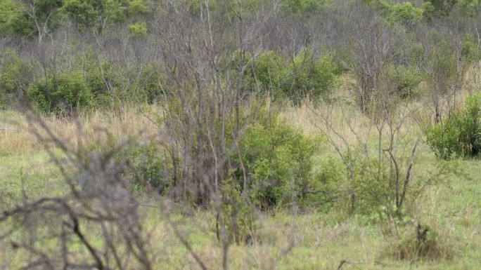 一只雌猎豹在开阔的草地上猎食，茂密的金合欢，小心翼翼，克鲁格，Acinonyx jubatus ju