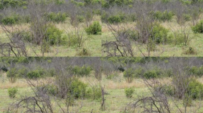 一只雌猎豹在开阔的草地上猎食，茂密的金合欢，小心翼翼，克鲁格，Acinonyx jubatus ju