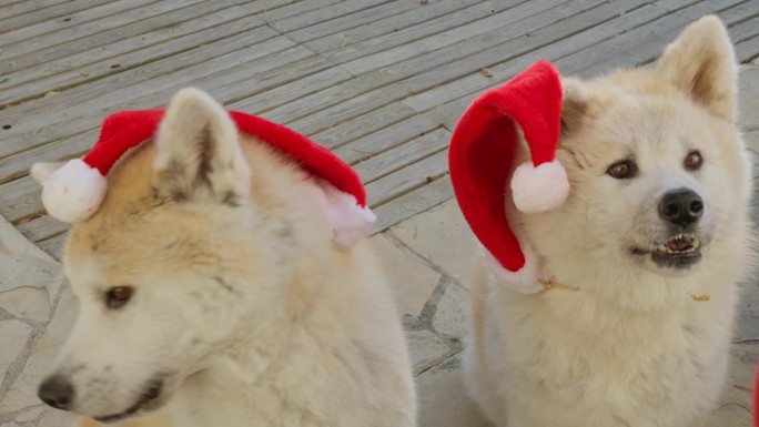 一对秋田犬，滑稽的表情，因为他们迷人地要求圣诞礼物，创造了一个愉快和娱乐的场景