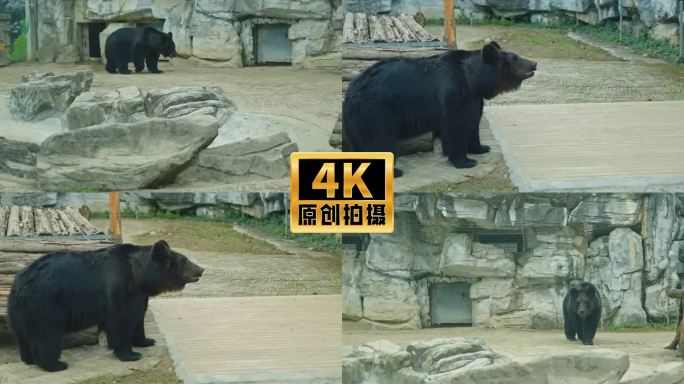 4K实拍动物黑熊