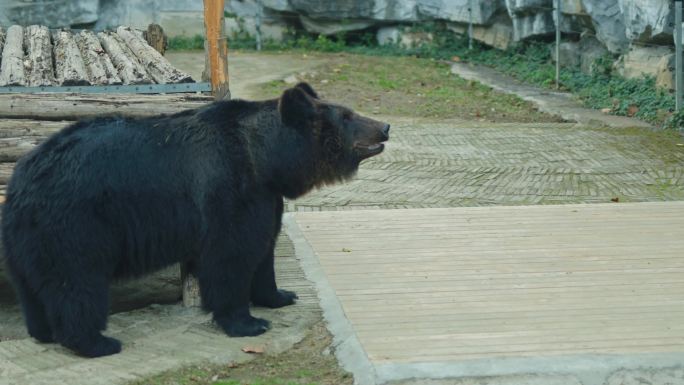 4K实拍动物黑熊