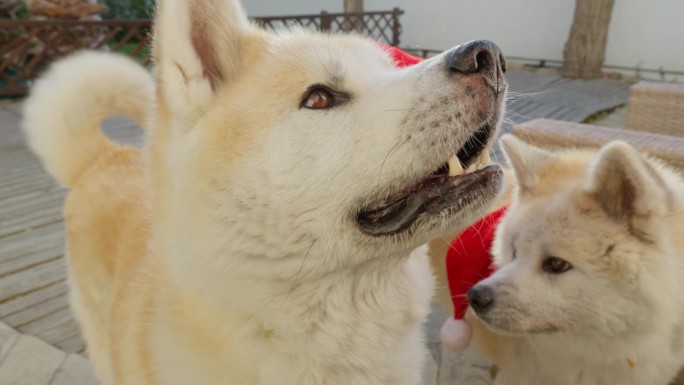 一对秋田犬，展示有趣的表情，因为他们迷人地要求圣诞礼物，创造了一个愉快和娱乐的场景