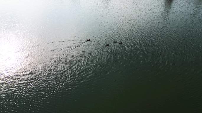 四只野鸭子在海面上自由的游荡