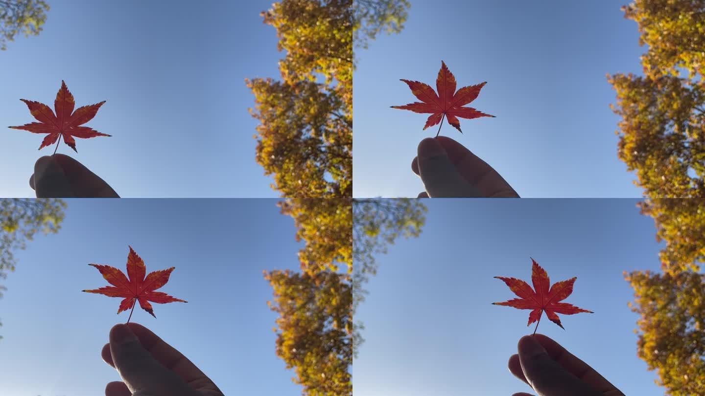秋天手拿红色枫叶 对着天空