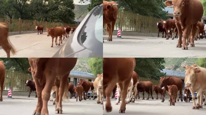 乡村油漆路上回家的牛