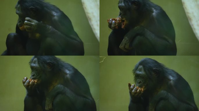 倭黑猩猩进食的特写镜头