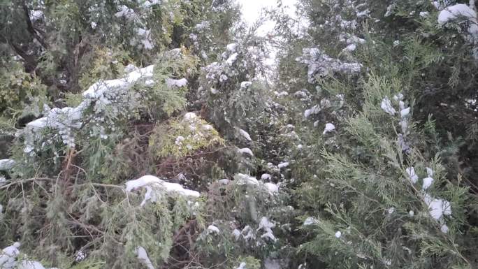 下雪 飘落 松树 地面 慢镜头