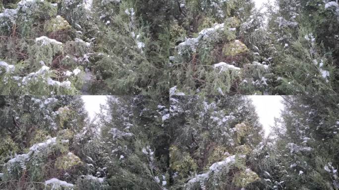 下雪 飘落 松树 地面 慢镜头