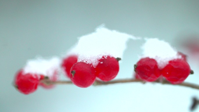 雪中的金银忍冬