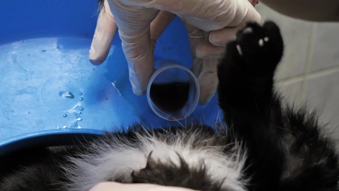 兽医通过导管将患有泌尿系统炎症的猫的尿液收集到一个罐子里进行分析。在兽医诊所治疗一只急性尿潴留的猫。