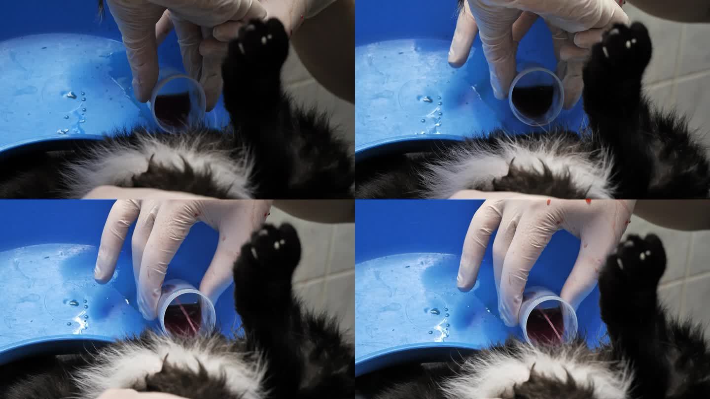 兽医通过导管将患有泌尿系统炎症的猫的尿液收集到一个罐子里进行分析。在兽医诊所治疗一只急性尿潴留的猫。