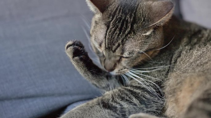 懒猫在沙发上舔爪子。特写，慢镜头