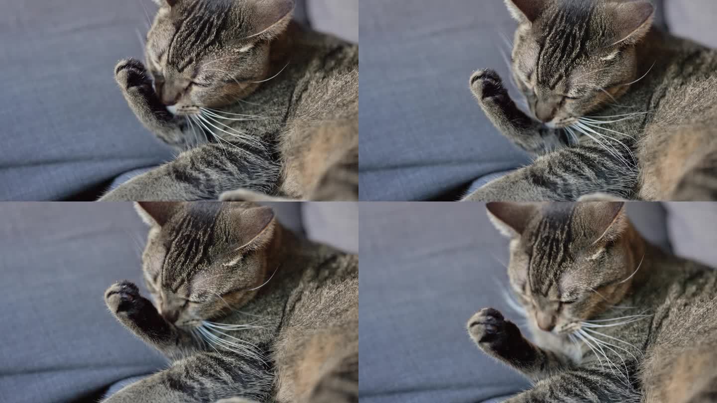 懒猫在沙发上舔爪子。特写，慢镜头