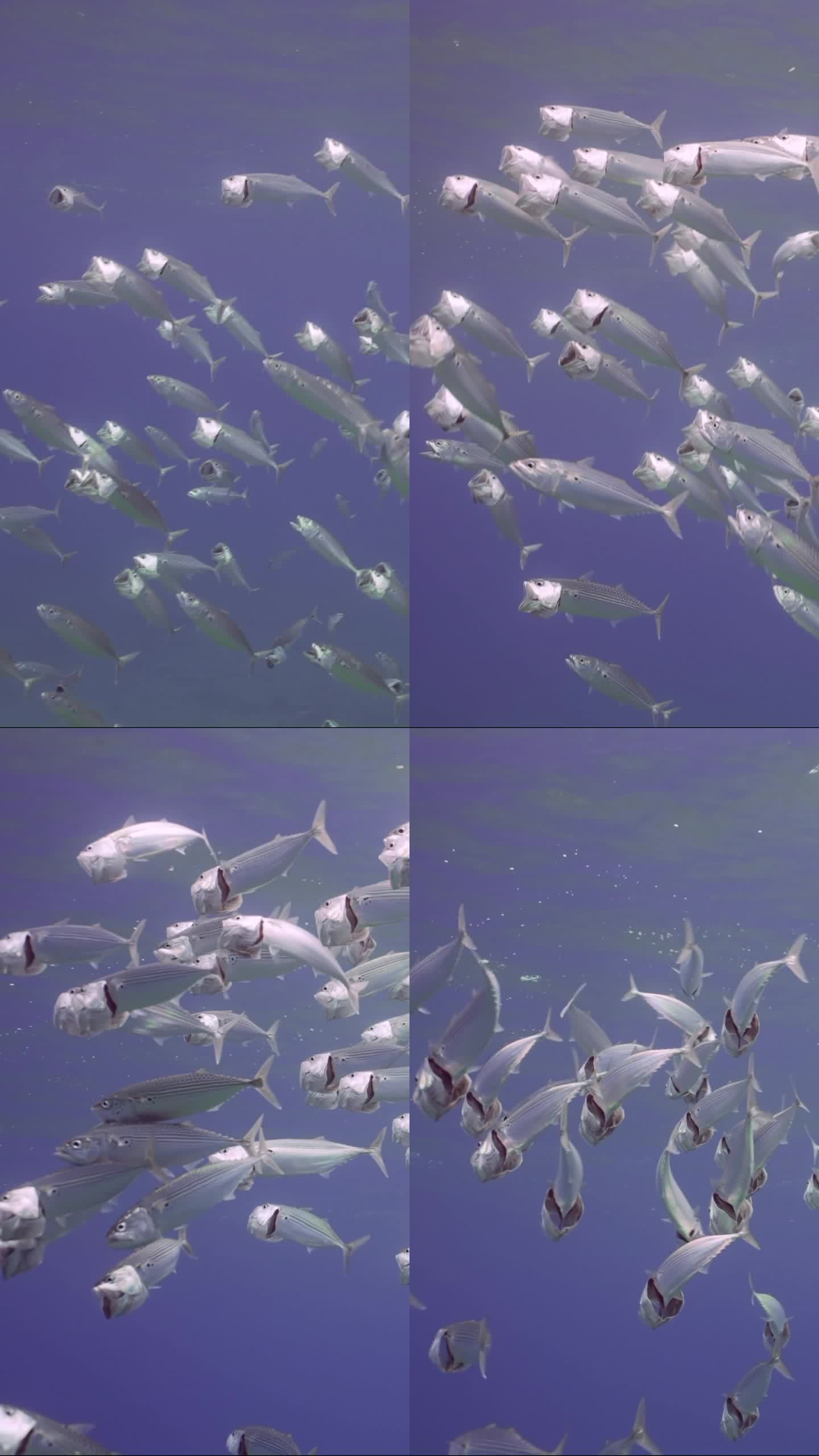 鲭鱼群张开嘴游动，过滤海面下的浮游生物