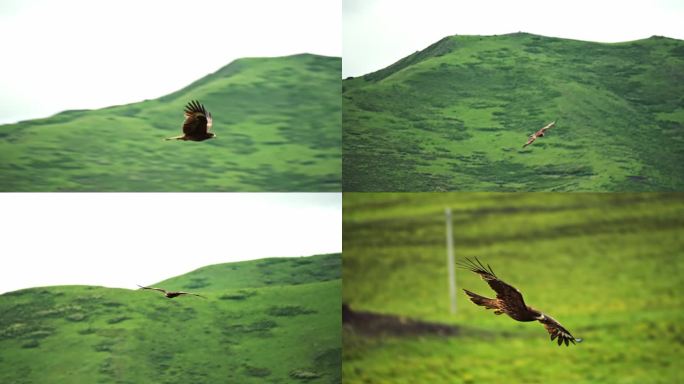 4K航拍 高原秃鹫 升格拍摄高原鸟类