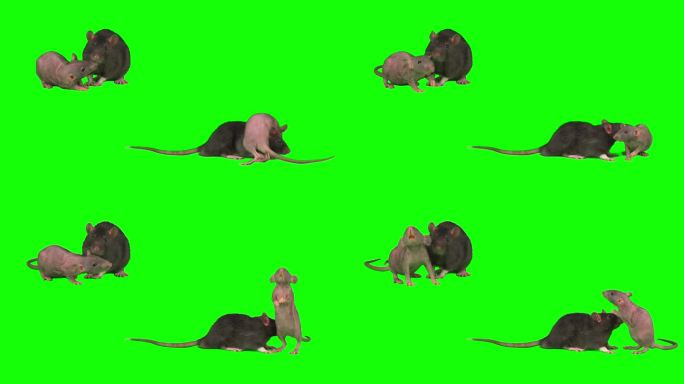 大鼠小鼠被隔离在绿色背景屏幕上