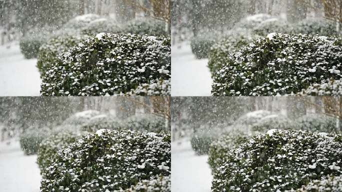 升格雪花飘落慢镜头 鹅毛大雪