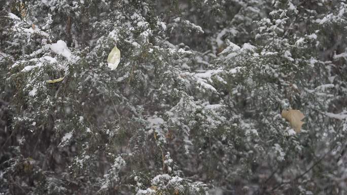 升格雪花飘落慢镜头 鹅毛大雪