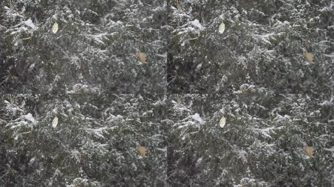 升格雪花飘落慢镜头 鹅毛大雪