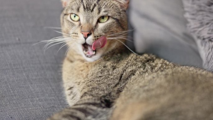 猫在家里梳洗的例行程序:在沙发上伸出舌头的虎斑猫