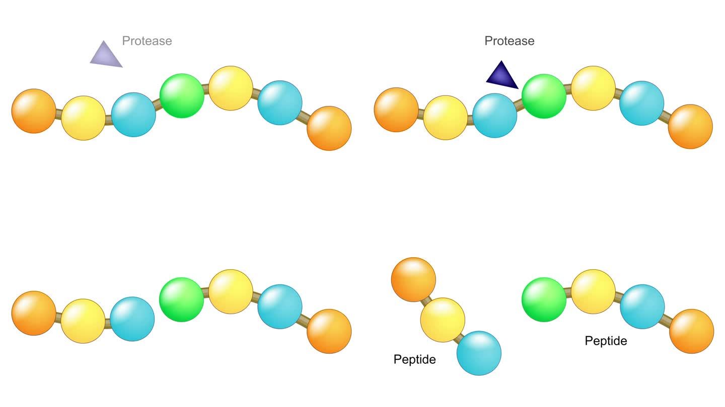 蛋白质消化。2d动画