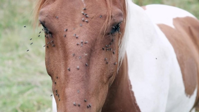 害虫中的耐力:斑点马能忍受苍蝇