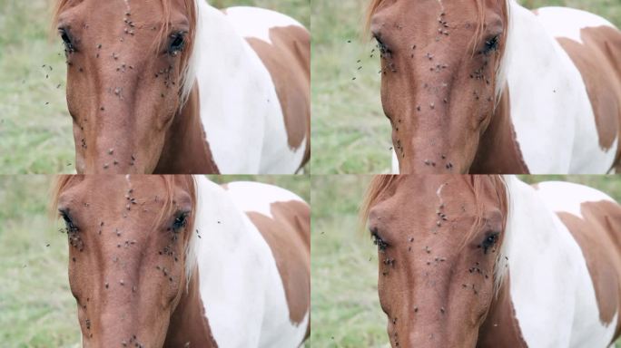 害虫中的耐力:斑点马能忍受苍蝇