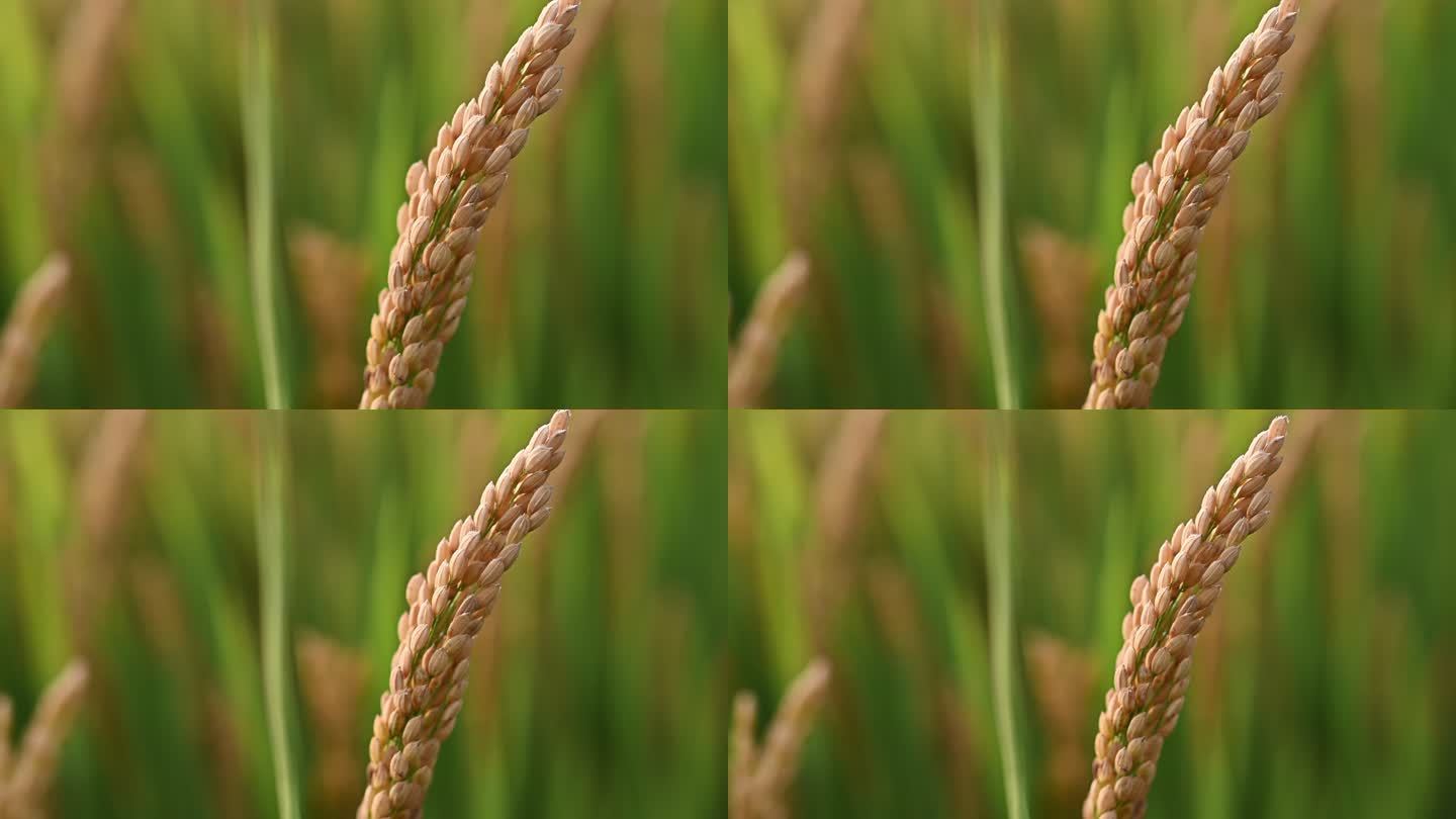 水稻逆光实拍素材