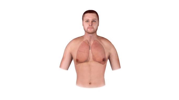 人体呼吸系统肺解剖动画概念。2D图形3d渲染动画
