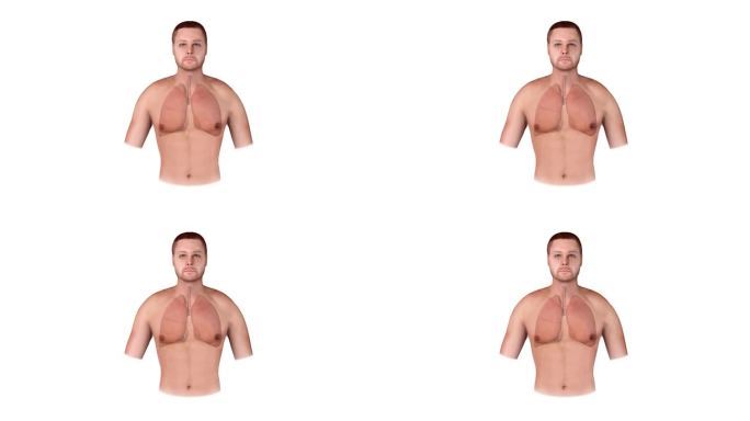 人体呼吸系统肺解剖动画概念。2D图形3d渲染动画