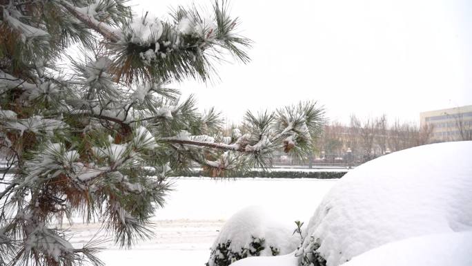 城市大雪出行 石家庄雪景  雪天出行